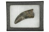 Serrated, Tyrannosaur (Nanotyrannus) Tooth - Wyoming #379728-2